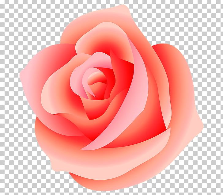Rose PNG, Clipart, Clip Art, Closeup, Computer Icons, Cut Flowers, Desktop Wallpaper Free PNG Download