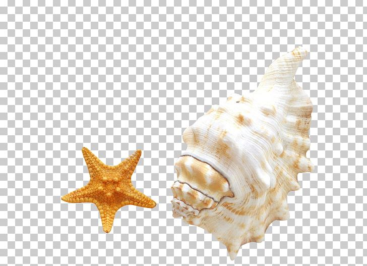 Seashell Android Beach Smartphone PNG, Clipart, Android, Animals, Beach, Clip, Clips Free PNG Download