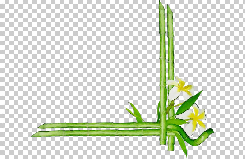 Plant Stem Flower Grasses Leaf Green PNG, Clipart, Biology, Flower, Grasses, Green, Leaf Free PNG Download