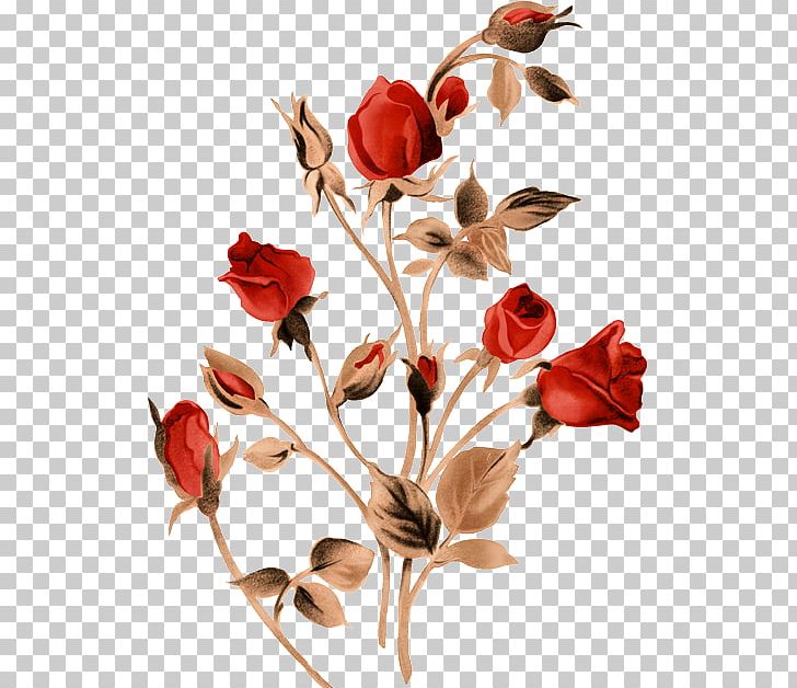 Garden Roses PNG, Clipart, Branch, Bud, Cut Flowers, Desktop Wallpaper, Digital Image Free PNG Download