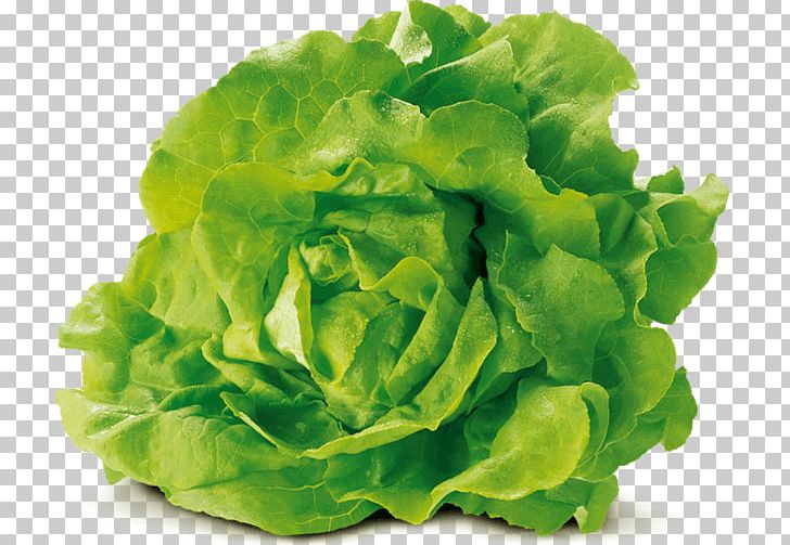 romaine lettuce leaf clip art