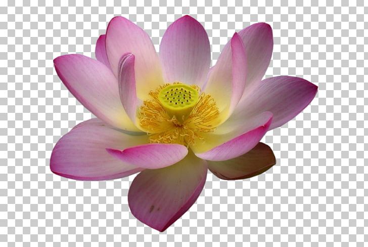 Nelumbo Nucifera Flower PNG, Clipart, Animaatio, Aquatic Plant, Blessing Day, Flower, Flowering Plant Free PNG Download