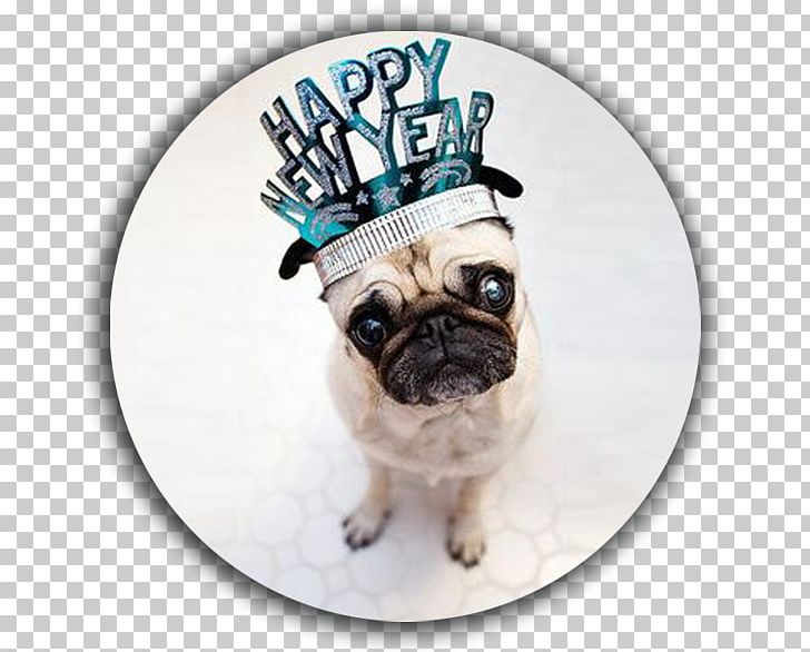 Pug New Year's Day Puppy New Year's Eve PNG, Clipart, Pug, Puppy Free PNG Download