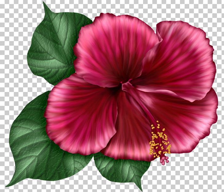 Shoeblackplant Hollyhocks Annual Plant Herbaceous Plant Magenta PNG, Clipart, Annual Plant, China Rose, Chinese Hibiscus, Flower, Flowering Plant Free PNG Download