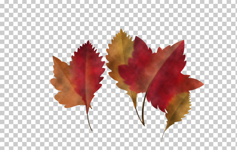 Maple Leaf PNG, Clipart, Autumn Leaf, Biology, Cartoon Leaf, Computer, Fall Leaf Free PNG Download