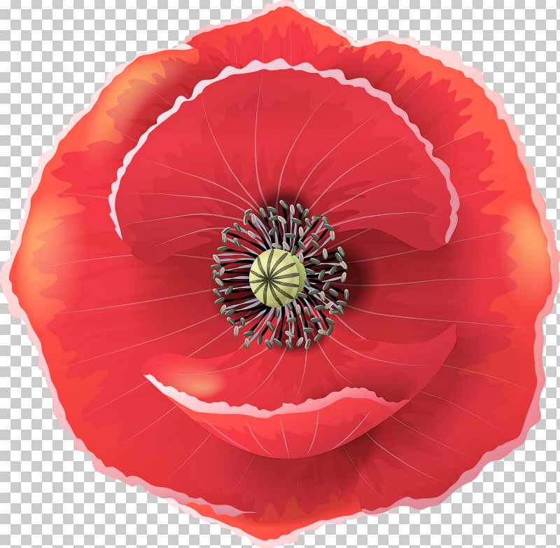 Flower Red Petal Oriental Poppy Plant PNG, Clipart, Coquelicot, Corn Poppy, Flower, Oriental Poppy, Petal Free PNG Download