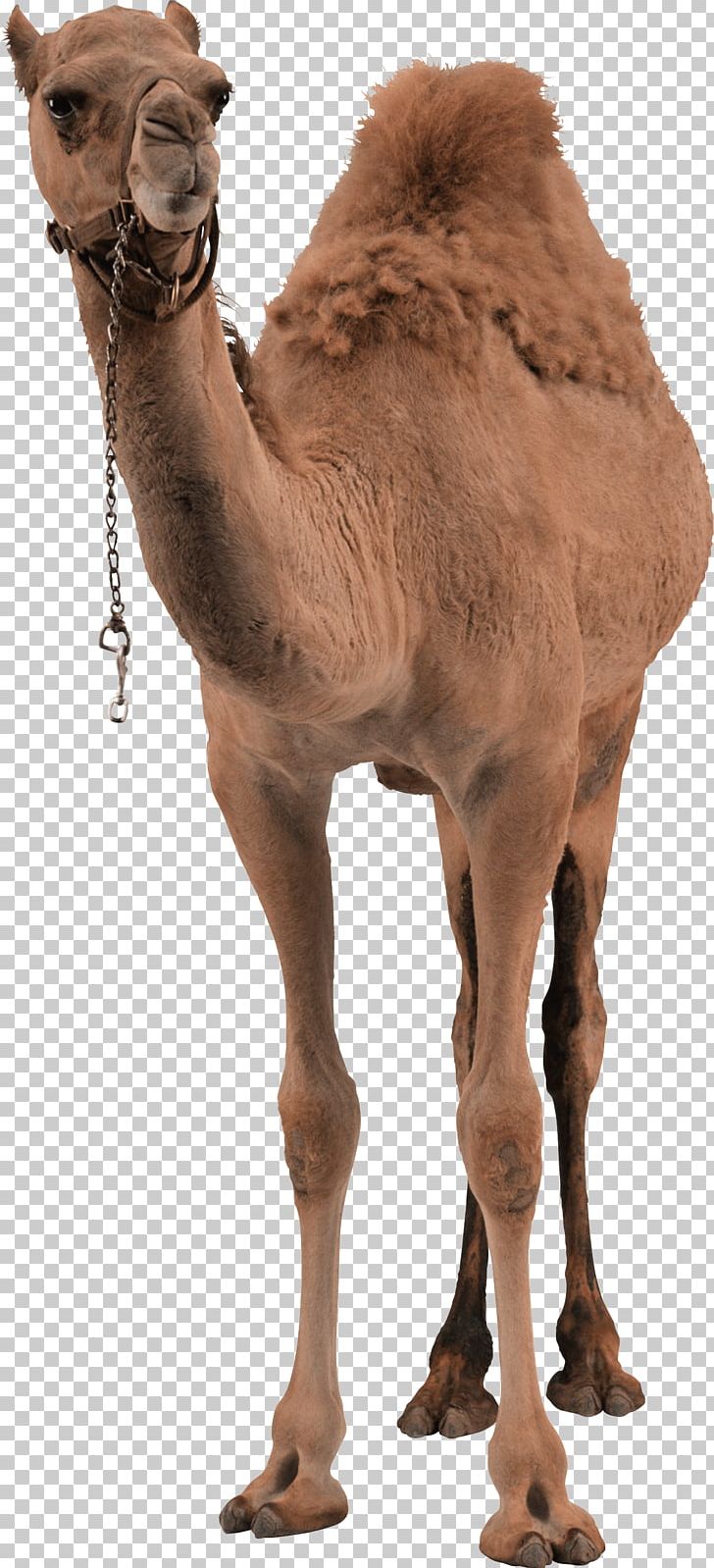 Bactrian Camel Dromedary PNG, Clipart, Animals, Arabian Camel, Came, Catlovers, Computer Icons Free PNG Download