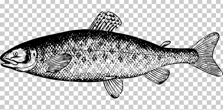 Chum Salmon Fish PNG, Clipart, Animal, Animals, Art, Black And White, Bony Fish Free PNG Download