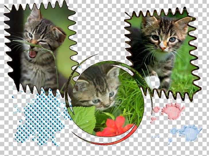 European Shorthair Dragon Li Whiskers Tabby Cat Domestic Short