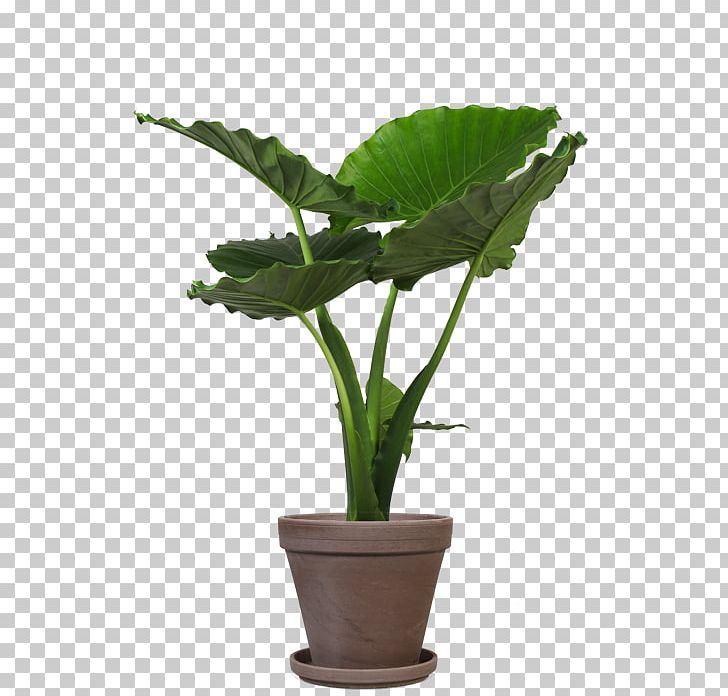 Houseplant Flowerpot Alocasia Leaf Rubber Fig PNG, Clipart, Alocasia, Aloe Vera, Fig Trees, Flowerpot, Herb Free PNG Download
