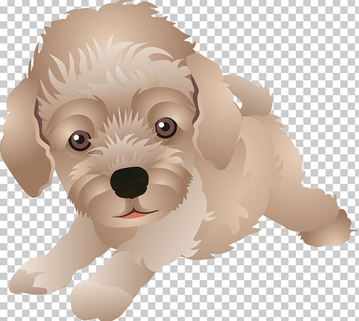 Maltese Dog Schnoodle Cockapoo Havanese Goldendoodle PNG, Clipart, Animal, Animals, Boy Cartoon, Canidae, Carnivoran Free PNG Download