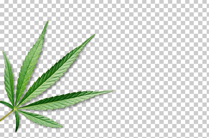 Medical Cannabis Leaf Hemp PNG, Clipart, Blunt, Cannabis, Cannabis Cultivation, Cannabis Industry, Drug Free PNG Download