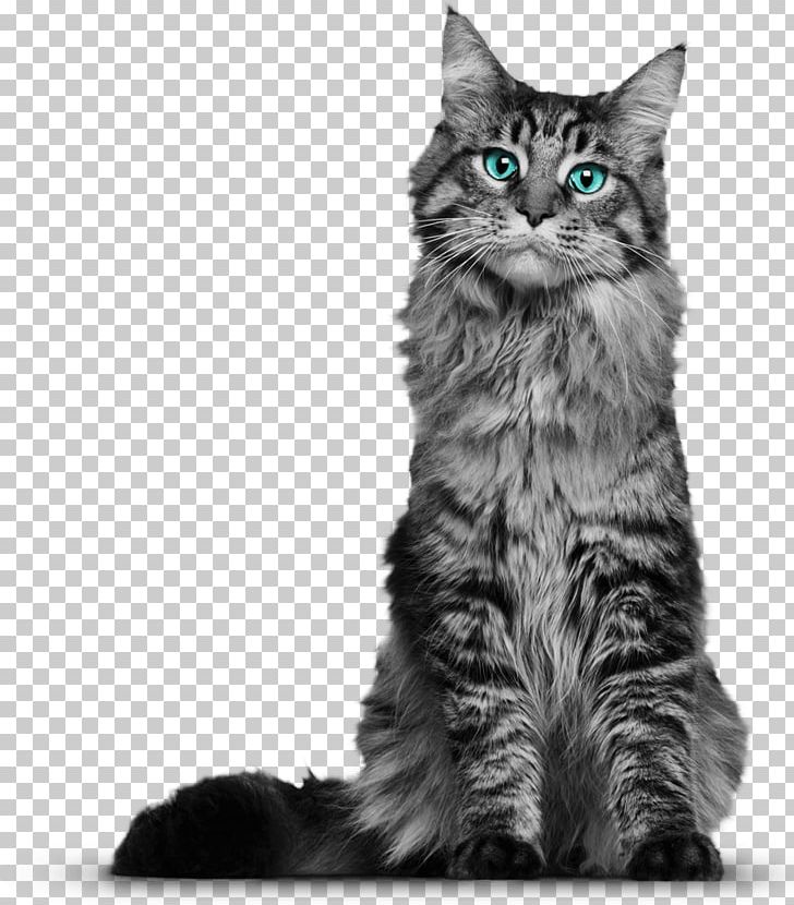 Maine Coon Whiskers Domestic Short-haired Cat Kitten Black Cat PNG, Clipart, Animals, Black And White, Breed, Carnivoran, Cat Free PNG Download