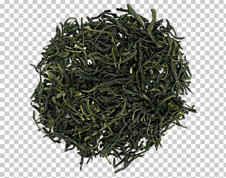 Green Tea Gyokuro Nilgiri Tea Oolong PNG, Clipart,  Free PNG Download