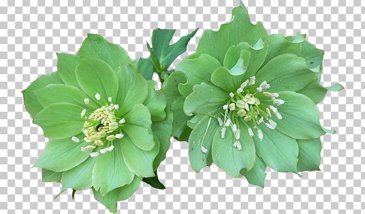 Helleborus Niger Helleborus Argutifolius Helleborus Viridis Flower Rose PNG, Clipart, Flower, Garden, Hell, Hellebore, Helleborus Niger Free PNG Download