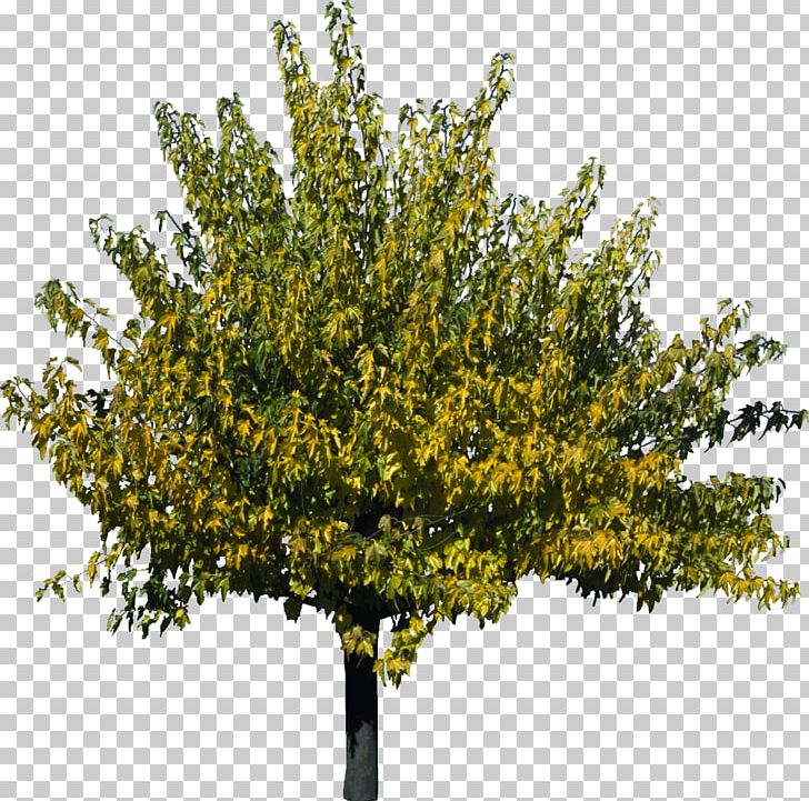Tree Plant 3D Computer Graphics Qiaomu PNG, Clipart, 3d Computer Graphics, Autodesk 3ds Max, Branch, Bushes, Nature Free PNG Download
