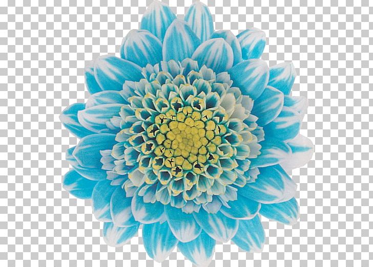 Chrysanthemum Cut Flowers Floral Design Transvaal Daisy PNG, Clipart, Art, Blue, Chrysanthemum, Chrysanths, Cut Flowers Free PNG Download
