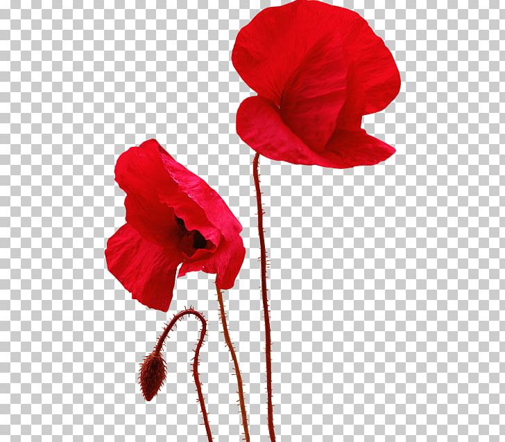 Common Poppy Painting PNG, Clipart, Blog, Common Poppy, Coquelicot, Flower, Flowering Plant Free PNG Download