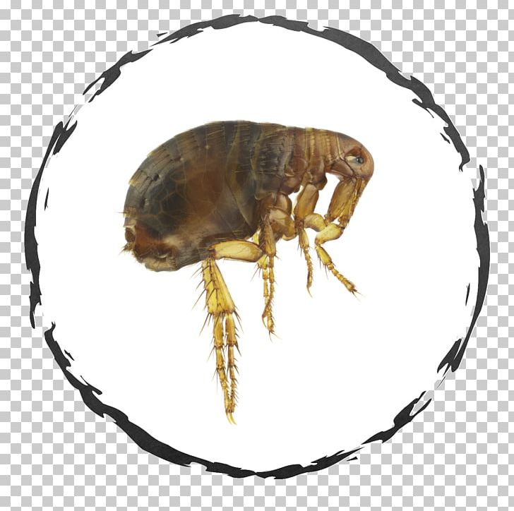 Flea Exodus Exterminating Inc. Insect Cockroach Bed Bug PNG, Clipart, Arthropod, Bed, Bed Bug, Bed Bug Bite, Bedding Free PNG Download