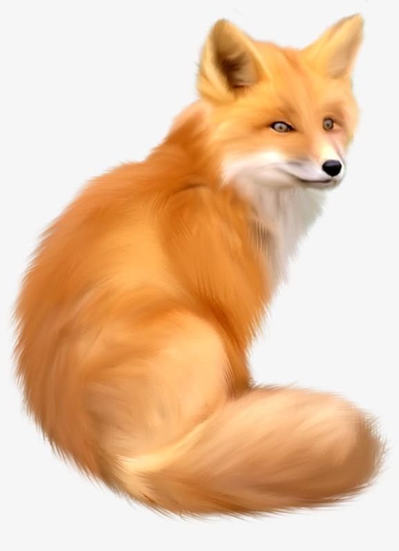 Fox PNG, Clipart, Animal, Fox, Fox Clipart Free PNG Download