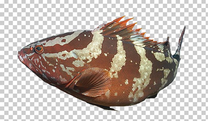 Marine Biology Invertebrate Fish PNG, Clipart, Biology, East Coast, Fish, Front Page, Grouper Free PNG Download