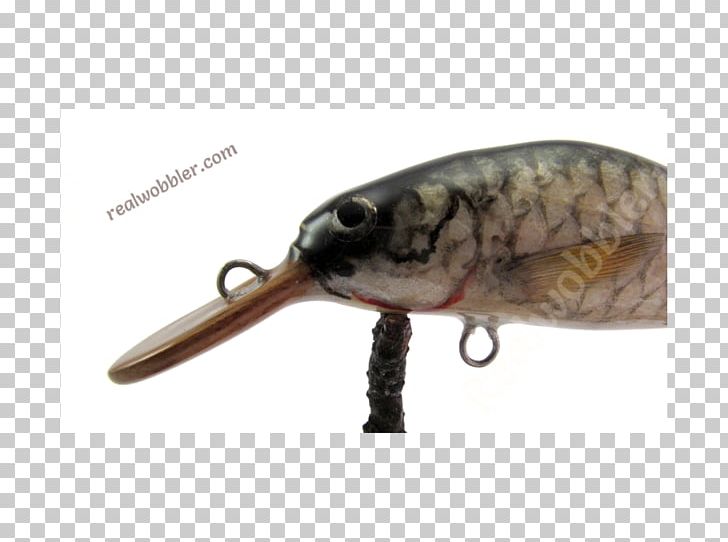 Spoon Lure Perch Fish AC Power Plugs And Sockets PNG, Clipart, Ac Power Plugs And Sockets, Bait, Common, Dicker, Fat Free PNG Download