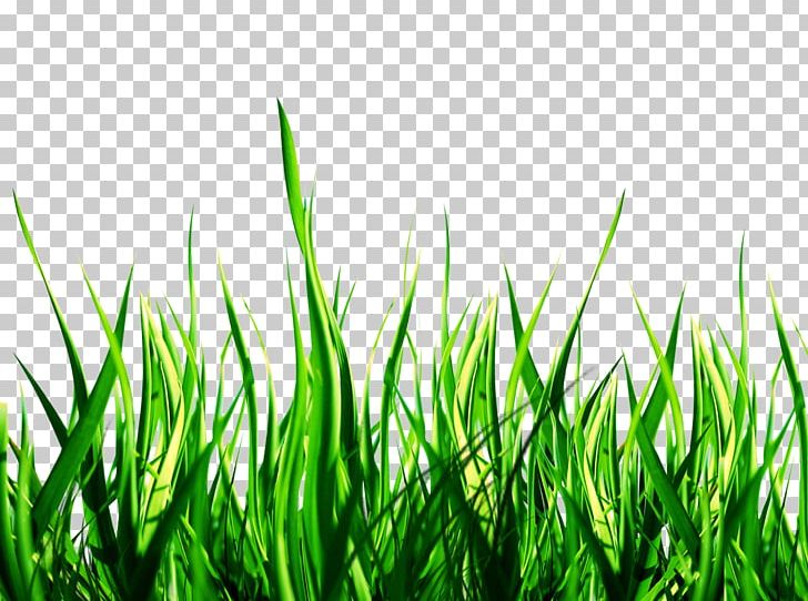 Lawn PicsArt Photo Studio Garden Sticker Yard PNG, Clipart, Artificial  Turf, Chair, Commodity, Computer Wallpaper, Editing