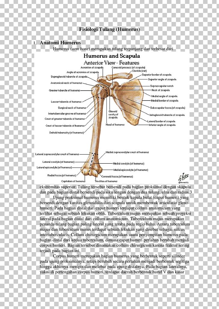 Shoulder Joint Arm Bone Anatomy PNG, Clipart, Amp, Anatomi, Anatomy, Arm, Bone Free PNG Download