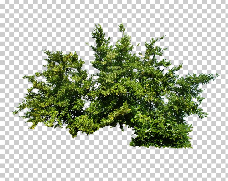 Shrub Tree PNG, Clipart, Branch, Bush, Bushes, Evergreen, Flower Free PNG Download