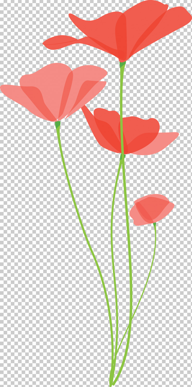 Poppy Flower PNG, Clipart, Anthurium, Coquelicot, Corn Poppy, Cut Flowers, Flower Free PNG Download