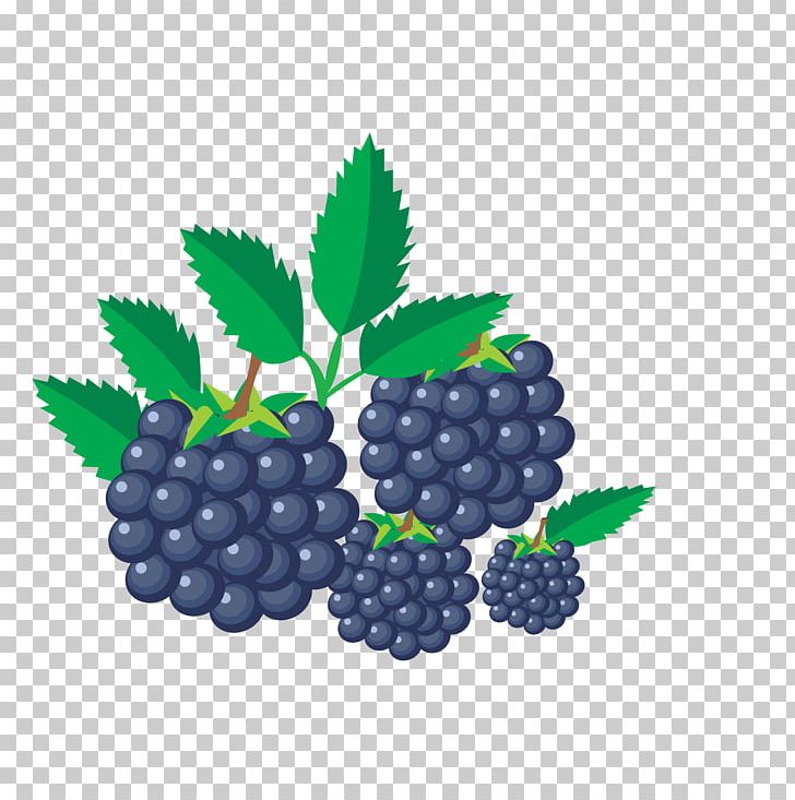 Fruit Computer Icons PNG, Clipart, Berry, Bilberry, Blackberry, Blackberry Fruit, Computer Icons Free PNG Download