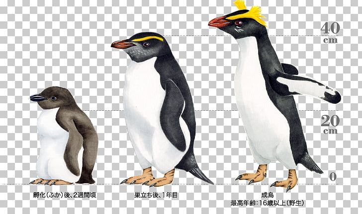 King Penguin Snares Penguin Fiordland Penguin PNG, Clipart, Adelie Penguin, African Penguin, Animal Figure, Beak, Bird Free PNG Download