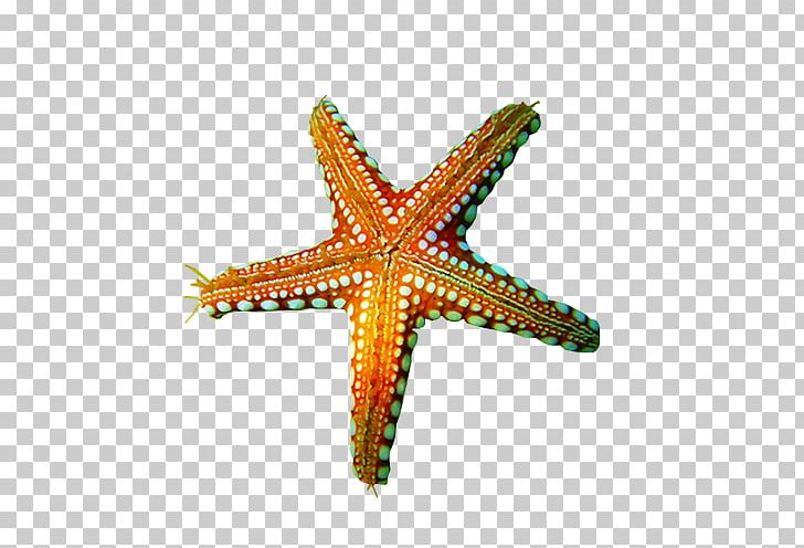 Starfish PNG, Clipart, Animals, Beautiful Starfish, Echinoderm, Encapsulated Postscript, Marine Invertebrates Free PNG Download
