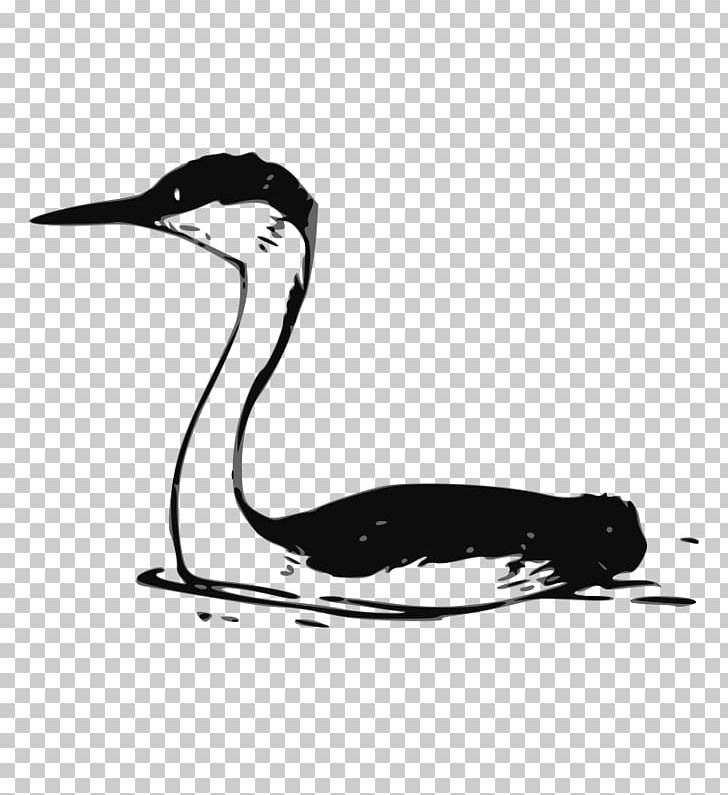 Water Bird Drawing PNG, Clipart, Animals, Beak, Bird, Black And White, Color Free PNG Download