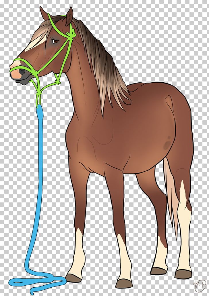 Foal Stallion Halter Mare Pony PNG, Clipart, Always Persist Firmly In, Bridle, Colt, Foal, Halter Free PNG Download