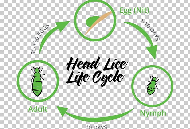 Head Louse Liendre Head Lice Infestation Insect PNG, Clipart, Animal, Animals, Area, Arthropod Mouthparts, Blood Free PNG Download