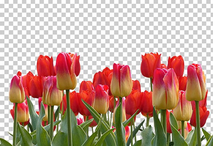 Indira Gandhi Memorial Tulip Garden Portable Network Graphics Stock.xchng Flower PNG, Clipart, Bud, Cut Flowers, Download, Fleur, Floral Design Free PNG Download