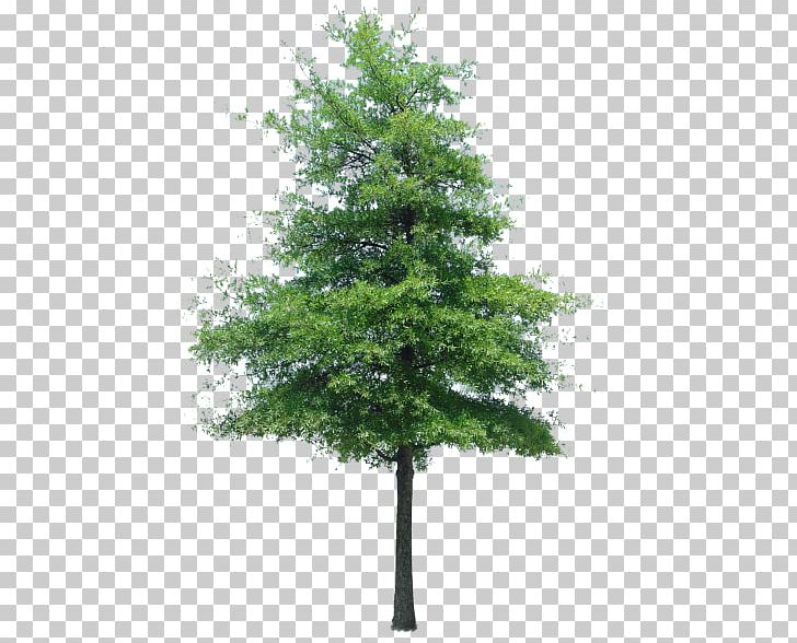 Tree Shrub Landscape Architecture Plant PNG, Clipart, Arborvitae, Architecture, Bay Laurel, Branch, Conifer Free PNG Download