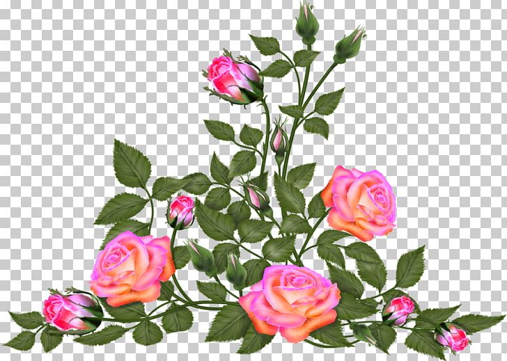 Garden Roses Cabbage Rose Cut Flowers Floral Design PNG, Clipart, Annual Plant, Bud, Cabbage Rose, Cut Flowers, Floral Design Free PNG Download