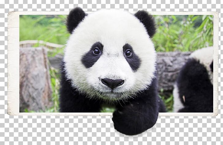Giant Panda Bear Baby Pandas Cuteness Desktop PNG, Clipart, Animal, Baby Pandas, Bear, Carnivoran, Child Free PNG Download