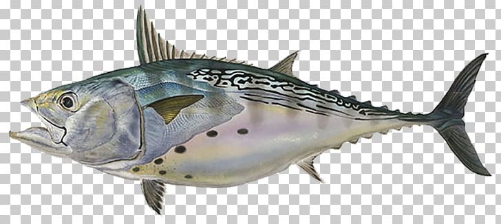 Little Tunny Albacore Tuna Fishing PNG, Clipart, Albacore, Angling, Bonito, Bony Fish, Fauna Free PNG Download