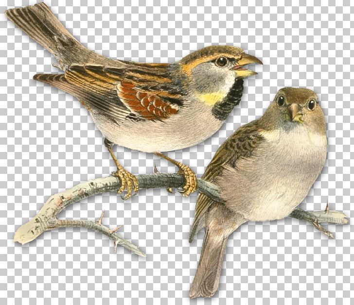 Bird Nest Dead Sea Sparrow Book Drawing PNG, Clipart, American Sparrows, Animals, Beak, Bird, Bird Nest Free PNG Download