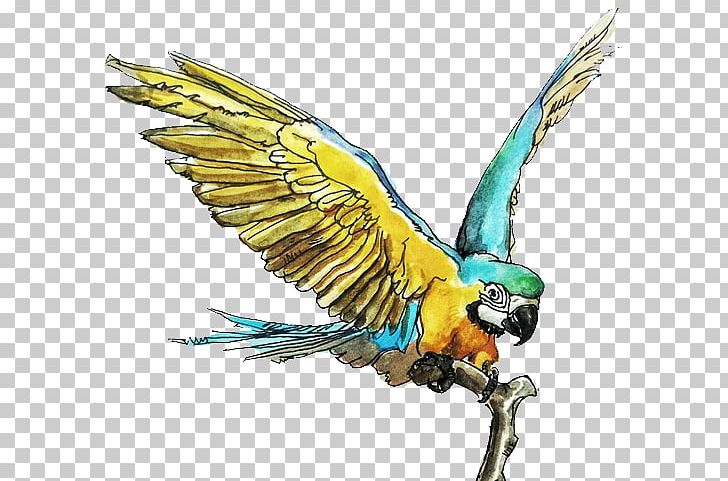 Bird Parrot Macaw Parakeet PNG, Clipart, Animal, Animals, Beak, Bird, Birds Free PNG Download