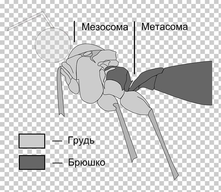 Insect Bee Ant Apocrita Sawflies PNG, Clipart, Abdomen, Angle, Animals, Ant, Apocrita Free PNG Download