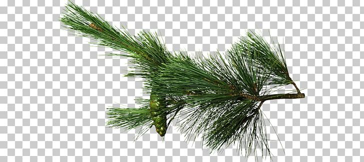 Needle Pine Conifer Cone Spruce PNG, Clipart, Agac, Auglis, Blood Pressure, Bor, Branch Free PNG Download