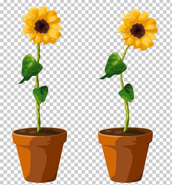 Common Sunflower Flowerpot Illustration PNG, Clipart, Common Sunflower, Daisy Family, Flower, Flowering Plant, Flower Pot Free PNG Download