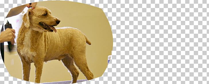 Dog Breed Puppy Sporting Group Snout PNG, Clipart, Animals, Breed, Carnivoran, Dog, Dog Breed Free PNG Download