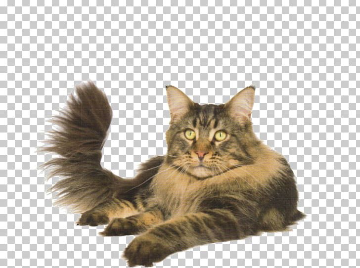 Maine Coon Norwegian Forest Cat Asian Semi-longhair Whiskers Domestic Long-haired Cat PNG, Clipart, Animals, Asian Semilonghair, Asian Semi Longhair, Carnivoran, Cat Like Mammal Free PNG Download