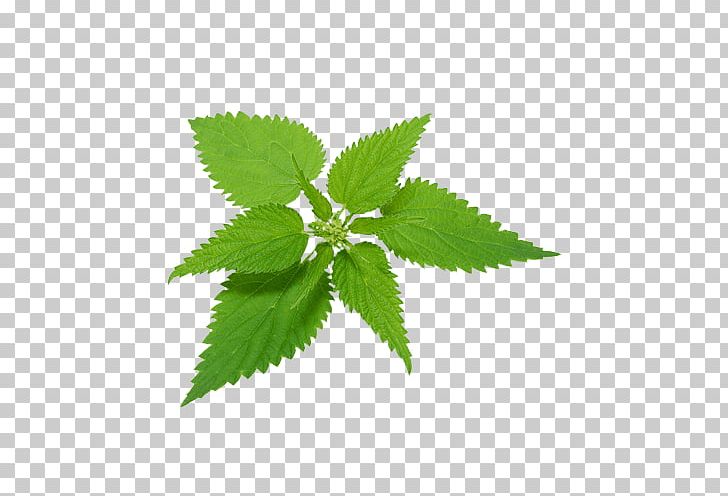 Common Nettle Plant Food Herbal Tea PNG, Clipart, Common Nettle, Food, Food Drinks, Fotolia, Hemp Free PNG Download