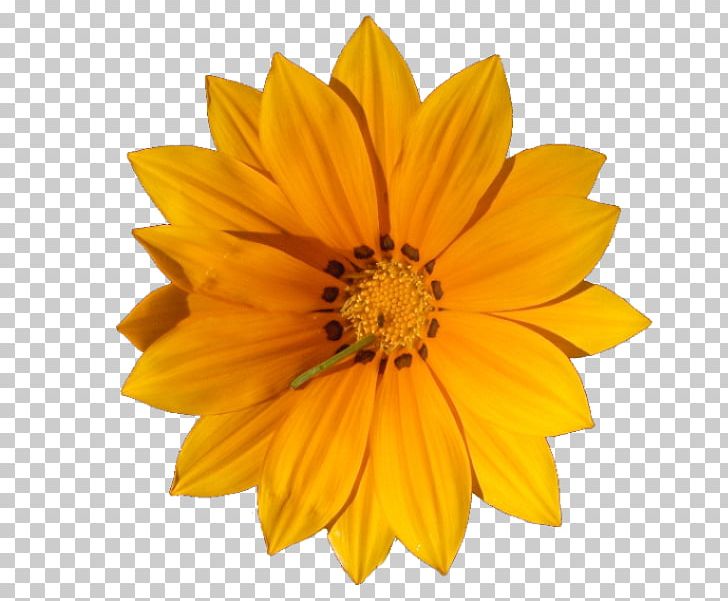 Flower Desktop Stock Photography PNG, Clipart, Chrysanths, Common Daisy, Computer Icons, Cut Flowers, Daisy Family Free PNG Download